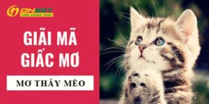 Ảnh Đại Diện Mơ Thấy Mèo Đánh Con Gì